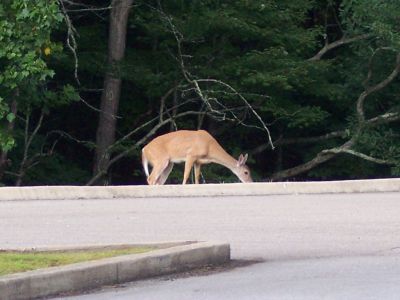100_3911.JPG